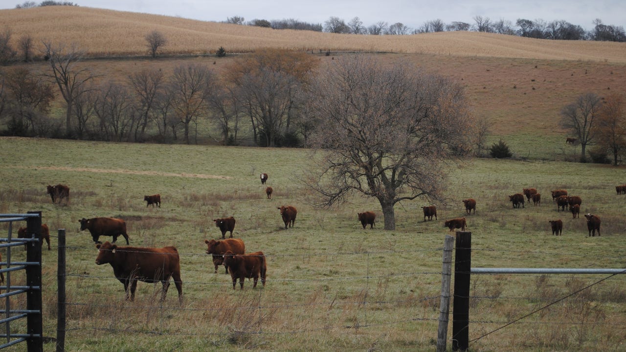 Cattle in field Cattle in field