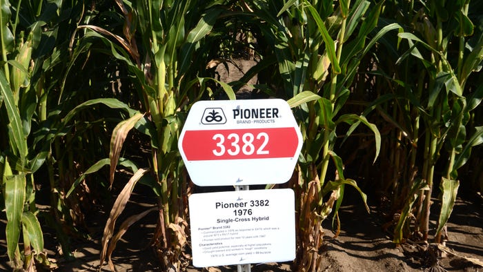 Pioneer 3382 hybrid corn