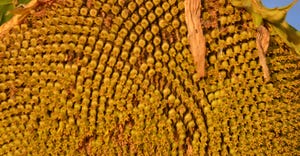 sunflower seeds forming closeup