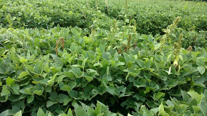 Crop’s growth limits window for herbicides