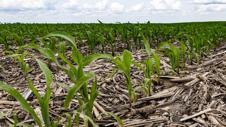 How to make sound nitrogen decisions in your cornfields
