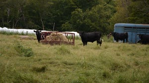  Cattle grazing in a pasture