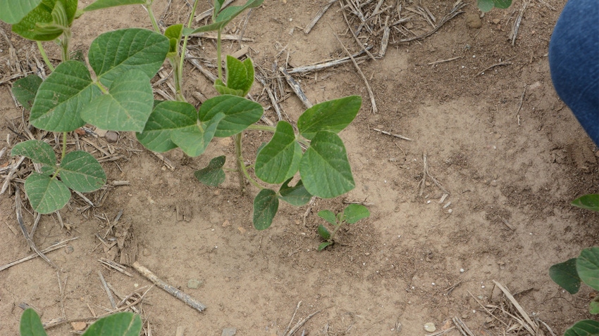 A small plant emerging out of the soil next to a larger plant