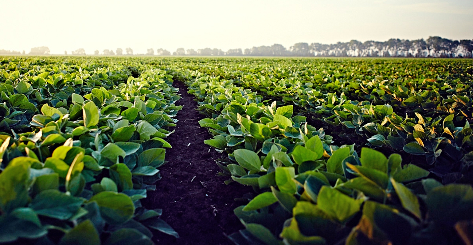 Asgrow rolls out new Xtend soybean products for 2019