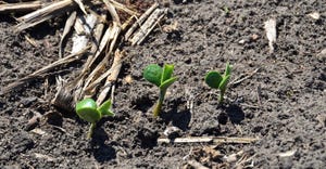 soybeans in field jen carrico 1540x800.jpg