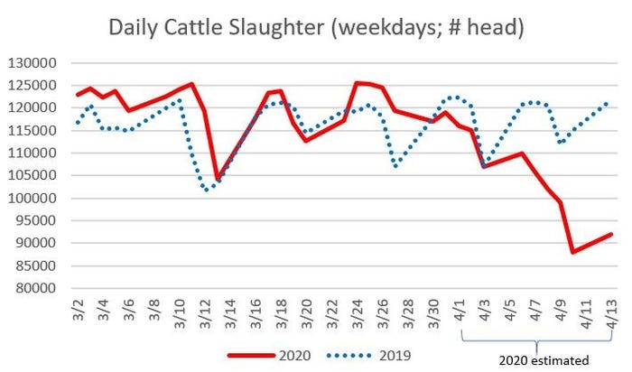 Dairy cattle slaughter