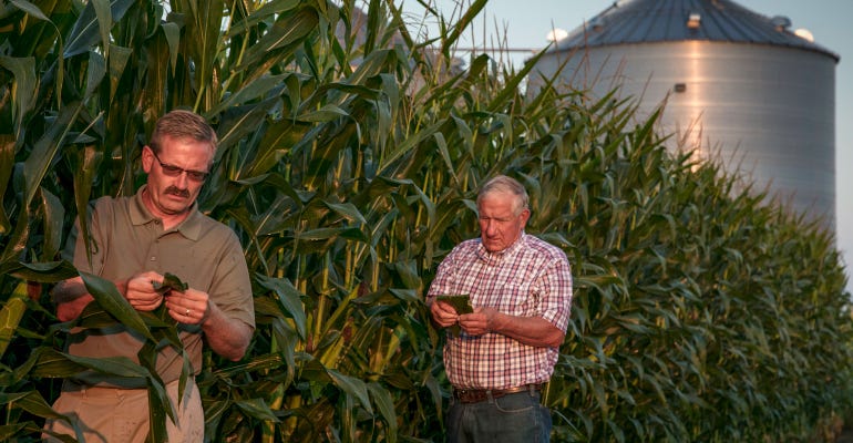 Two farmers examine the leaves of corn plants along a research plot at dusk