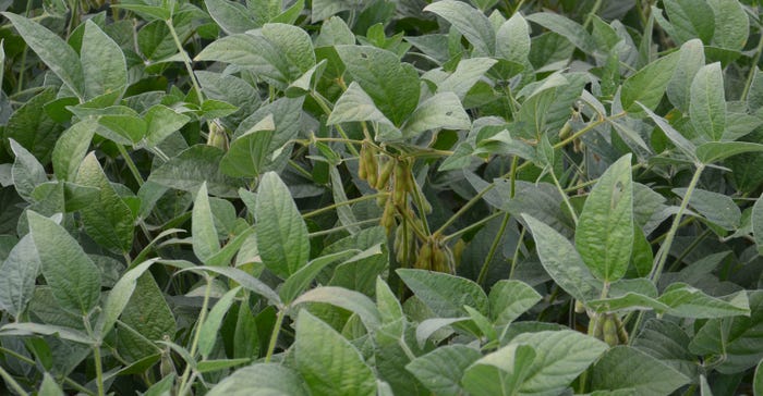 stage R6 soybean plants
