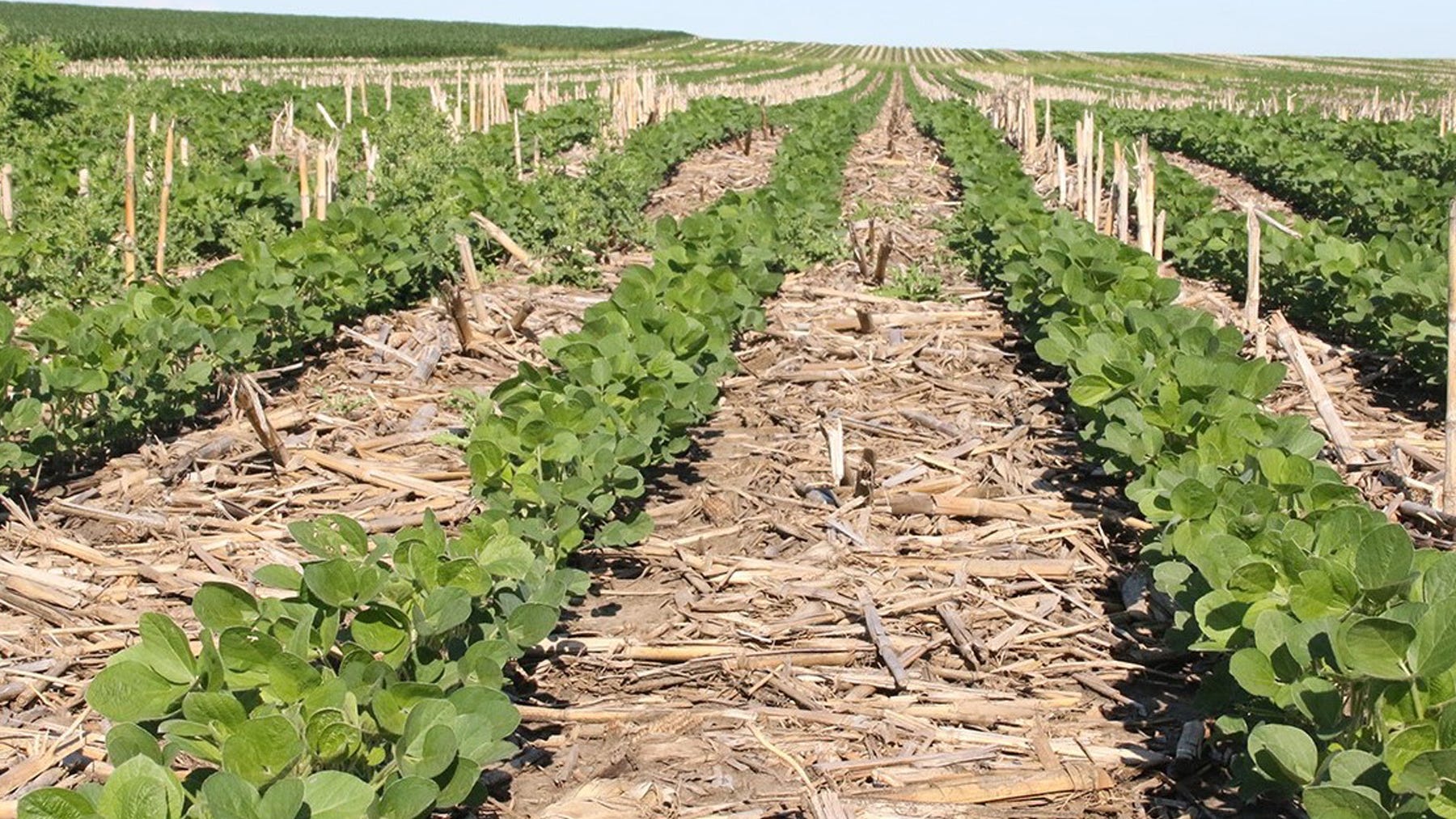 Rows of soybeans planted in no-till cornfield