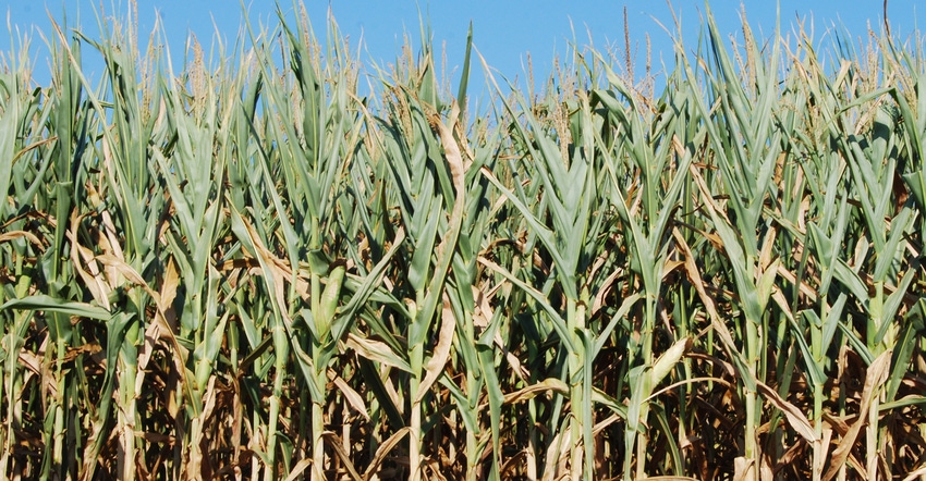 Corn field damaged by drought