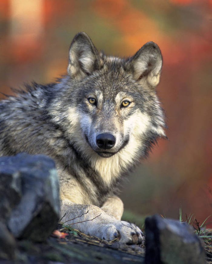 of U.S. Fish and Wildlife Service, NCTC Image Library - A gray wolf looking straight into the camera lens