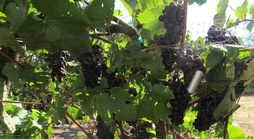 Wine grapes Wine grapes