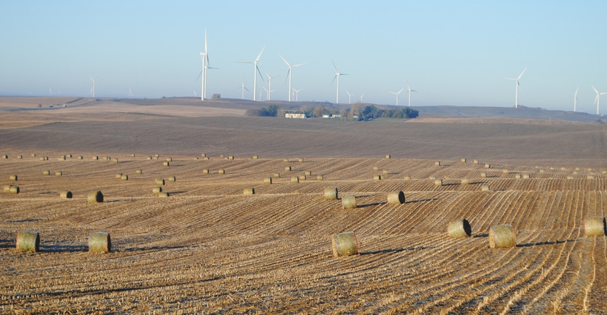 Corn field and wind turbines