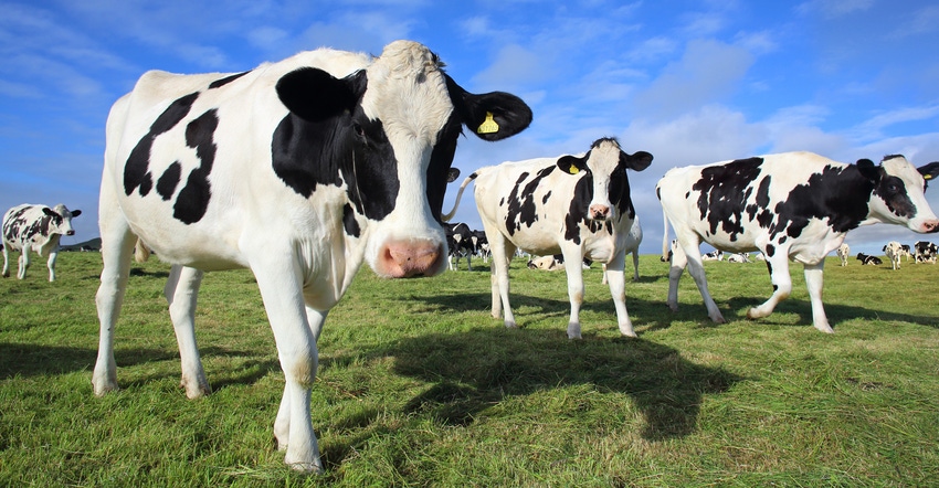 Dairy cows in field