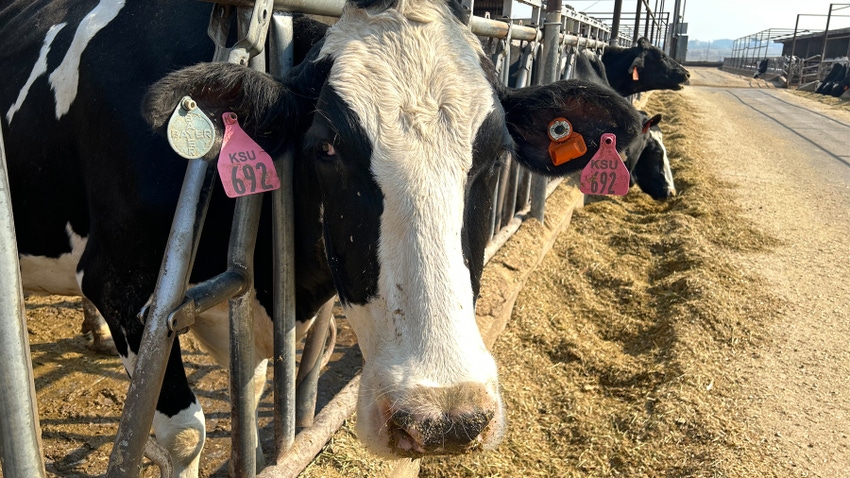 Dairy cow at feeding bunker