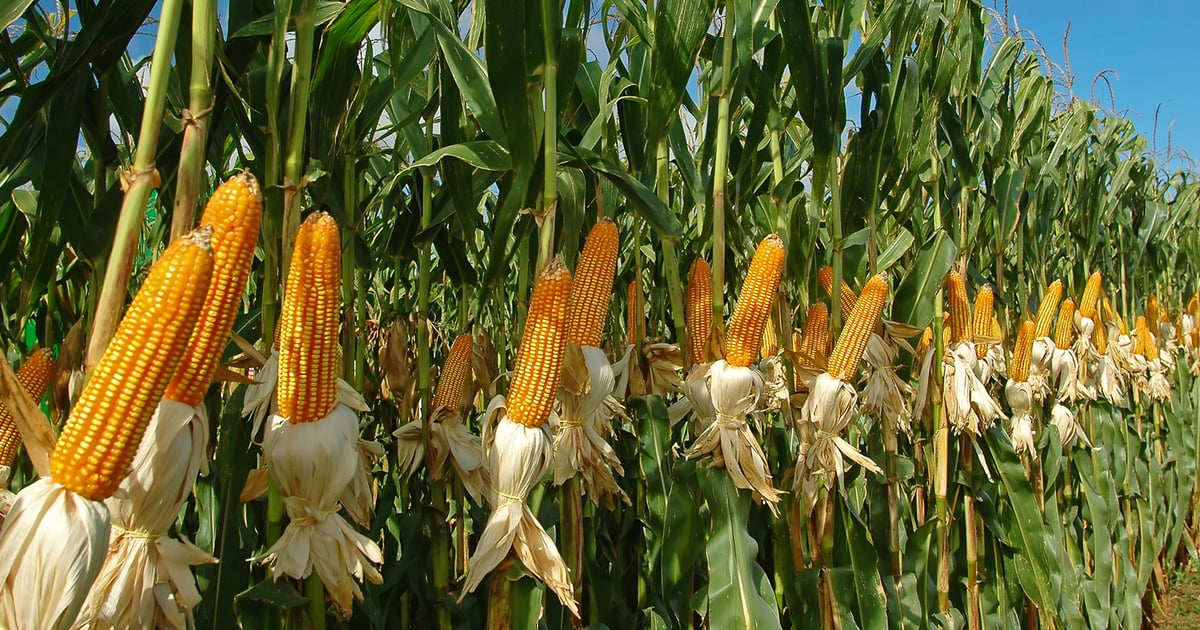 More ethanol plants using Enogen corn