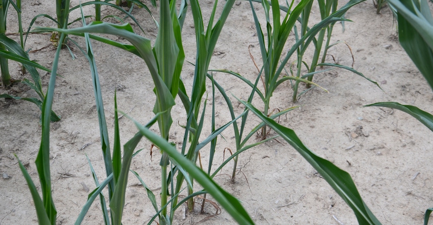 smaller corn plants next to bigger ones in same row are showing signs of drought stress
