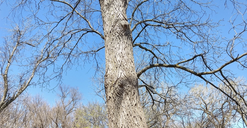 a black walnut tree 