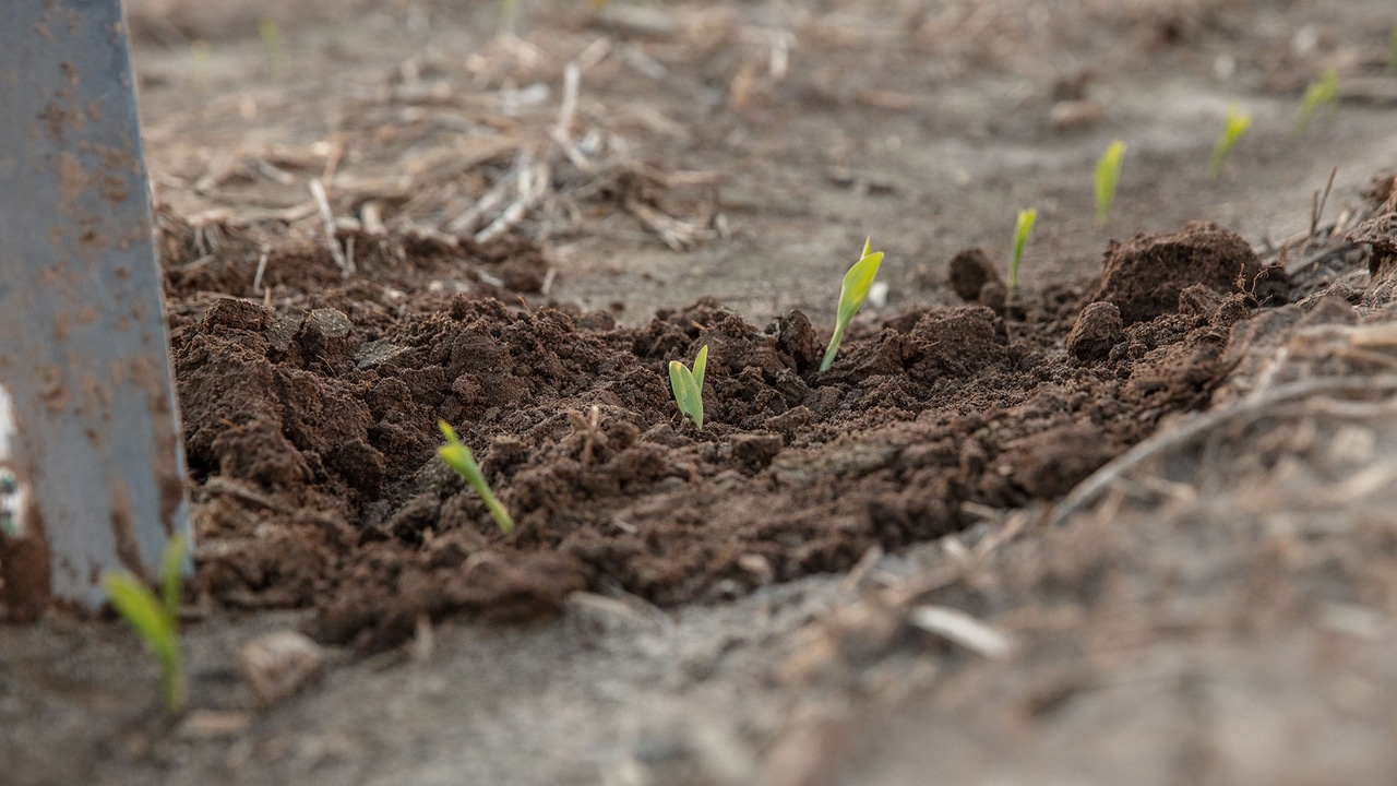 closeup of corn seedlings just emerged closeup of corn seedlings just emerged
