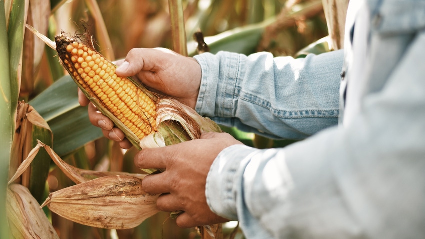 Person counting kernels on corn cob in fall before harvest