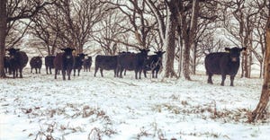 Cattle forage in the snow