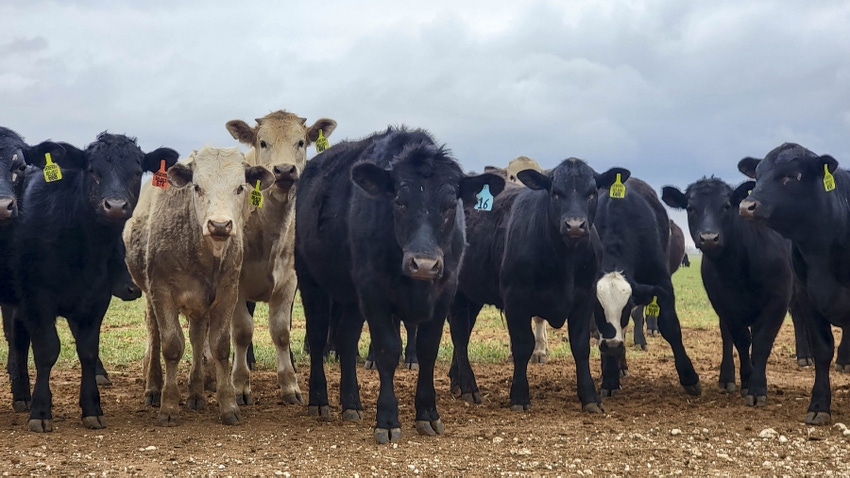 livestock-tax-planning livestock-tax-planning