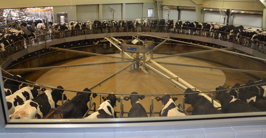 dairy cows in rotary milkiing parlor