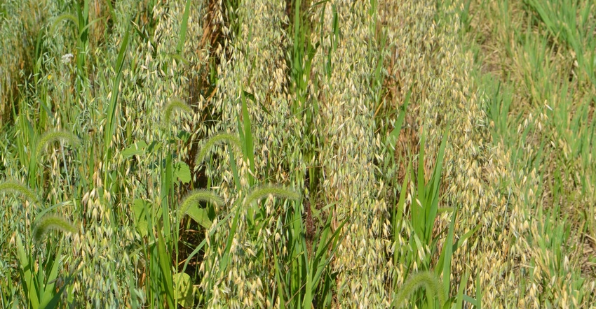 cover crop in field