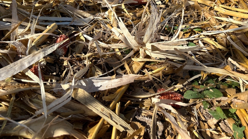 corn residue in field