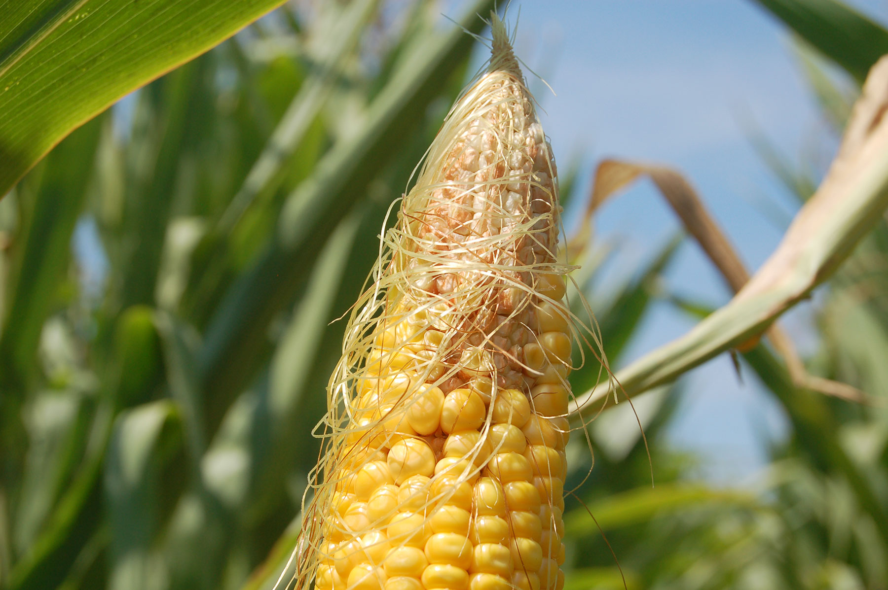 How well will corn pollinate this year?