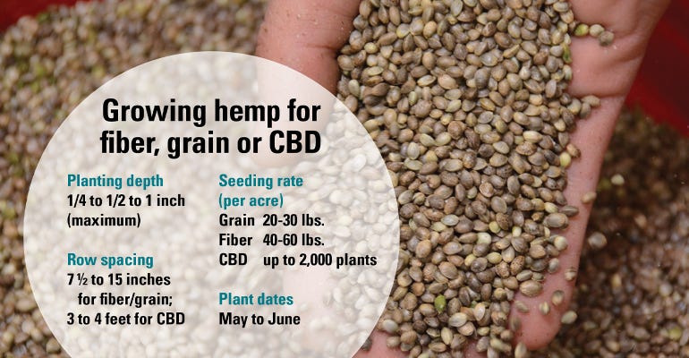 graphic of planting specs over closeup of hemp seed