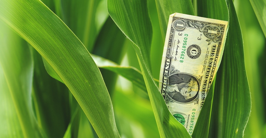 Corn stalks and dollar bill