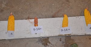 examples of different days of corn emergence