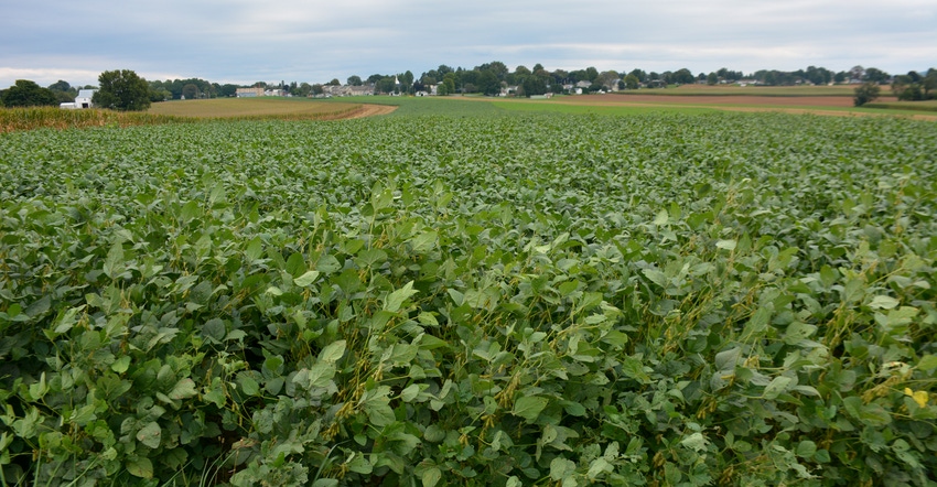 Resilient soybean crop
