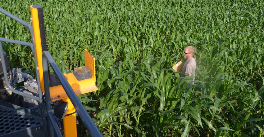 man standing in cornfield