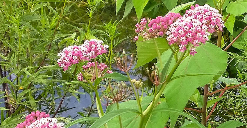 A close up photograph of marsh milkweed growing in a pond