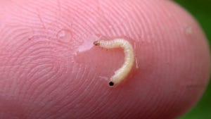 rootworm larva on a finger