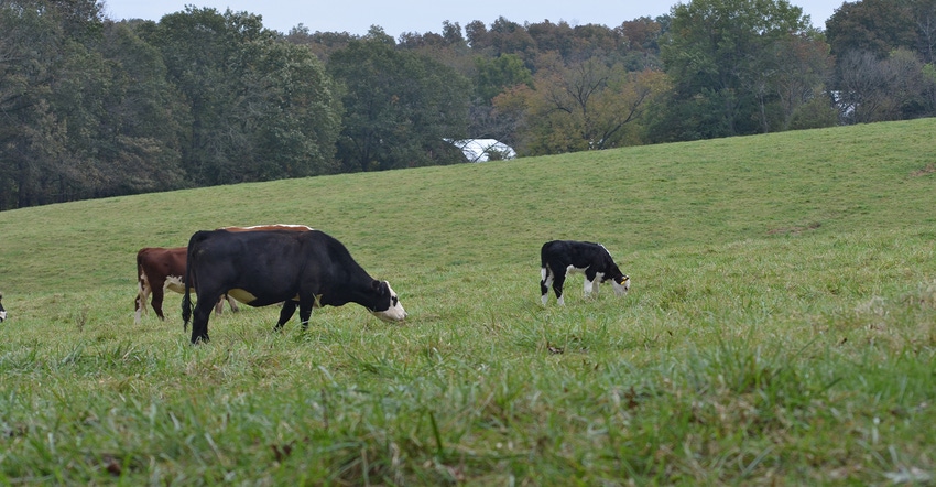 cattle grazing in green pasture