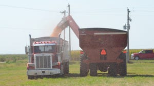  combine in field harvesting corn