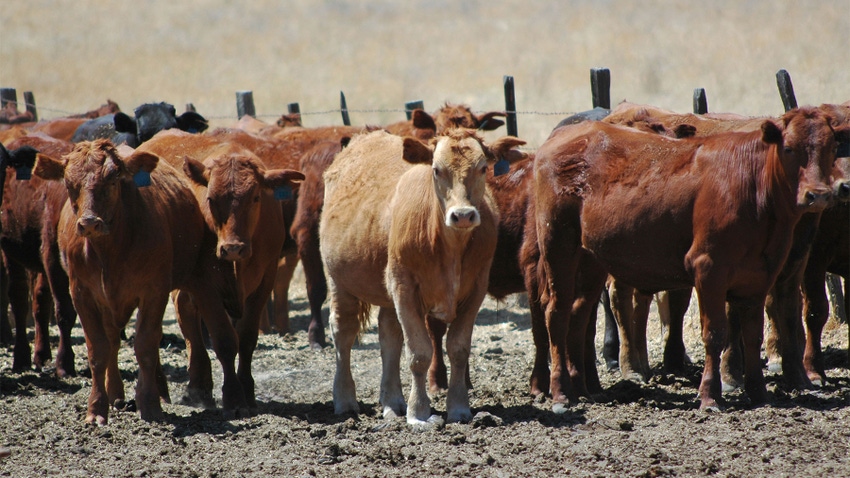 Cattle gathered together on a feed lot