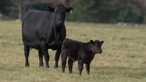 Black angus cow and calf