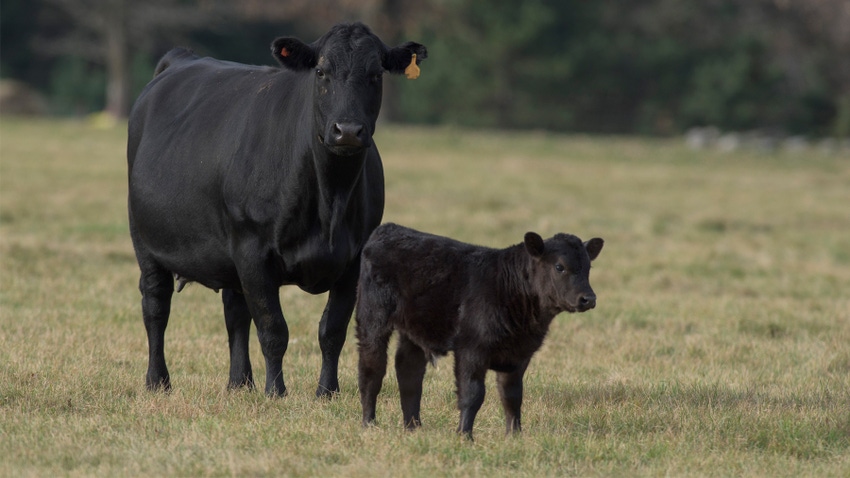 Black angus cow and calf Black angus cow and calf