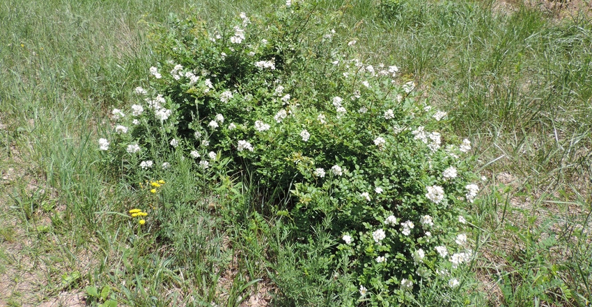 A multiflora rose shrub