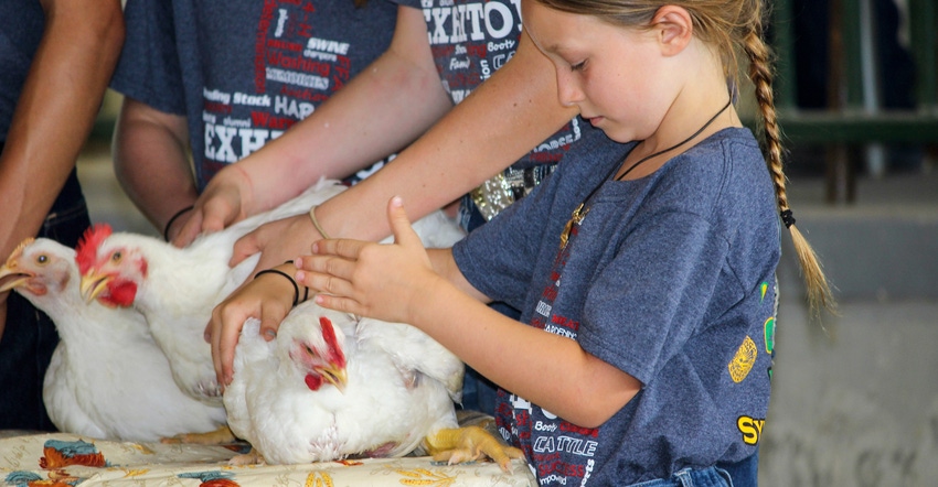 A young girl petting a chicken