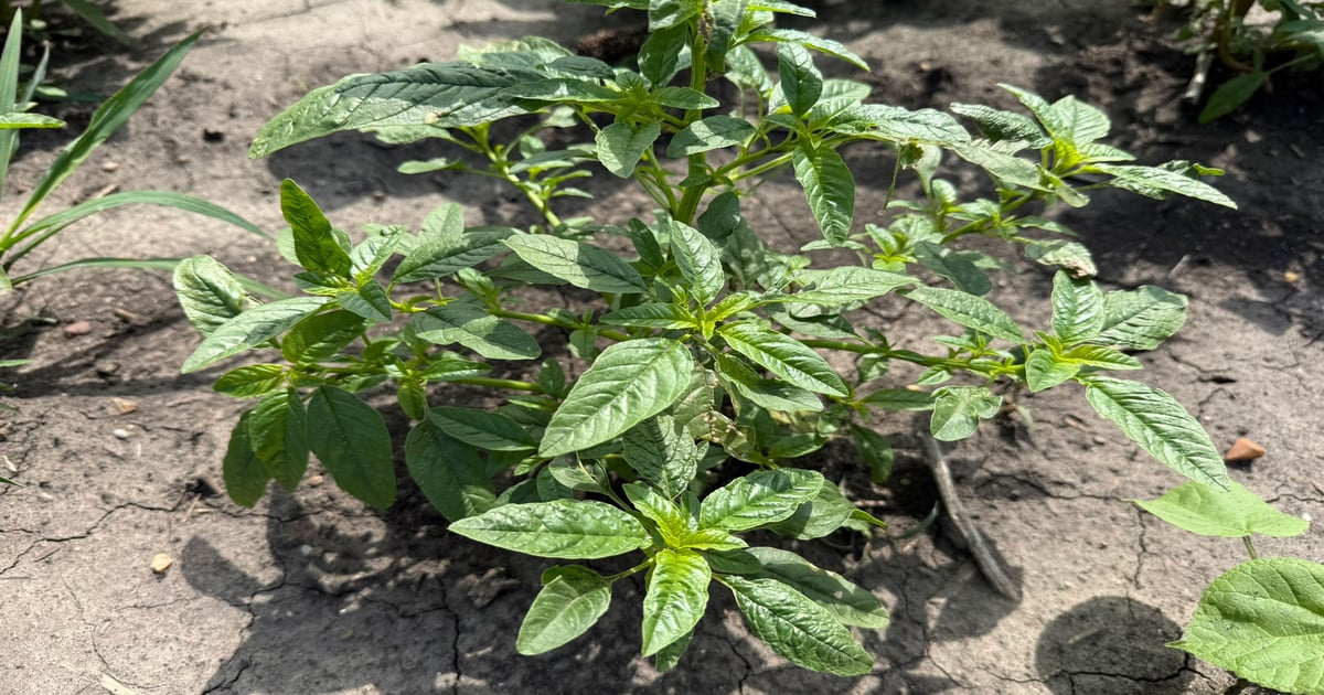 Why metribuzin is making a comeback to manage waterhemp