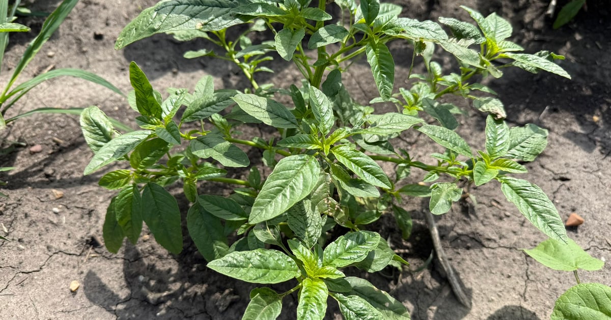 Why metribuzin is making a comeback to manage waterhemp
