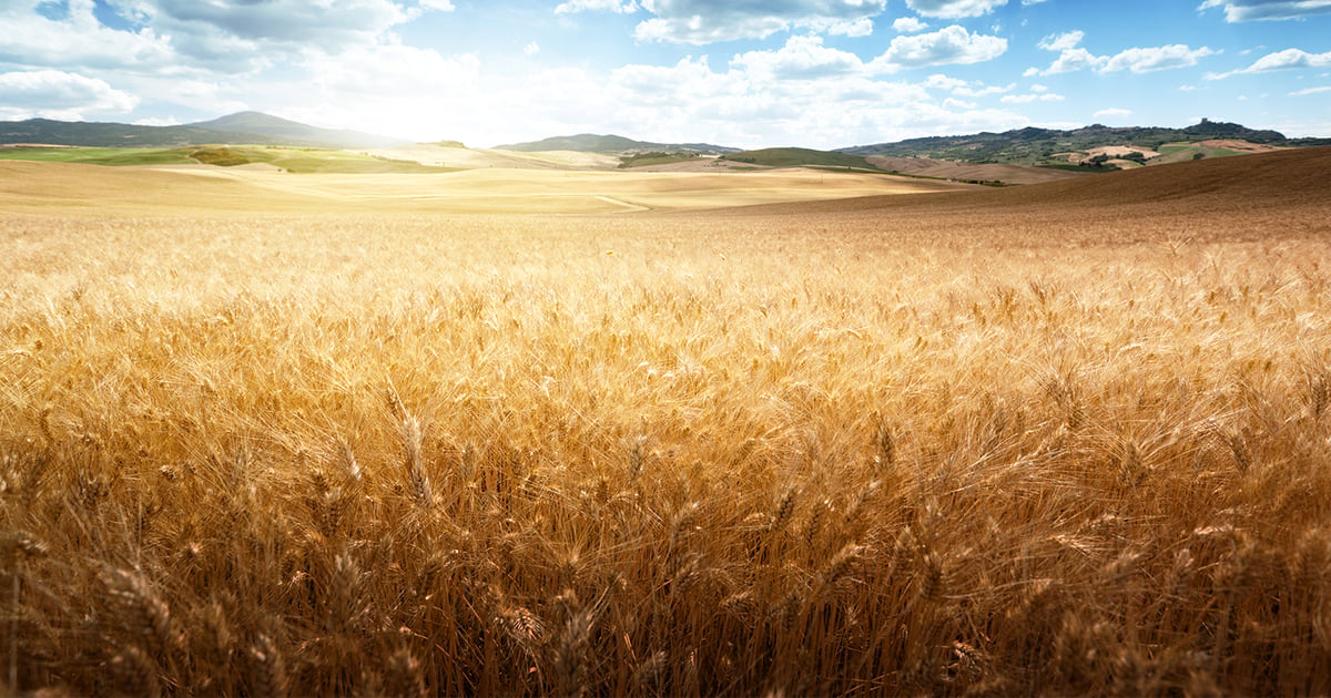 Bringing high tech to barley production