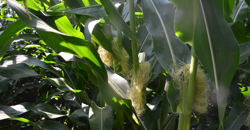corn with silks in field