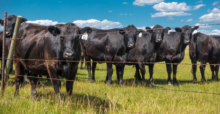 beef cattle in pasture