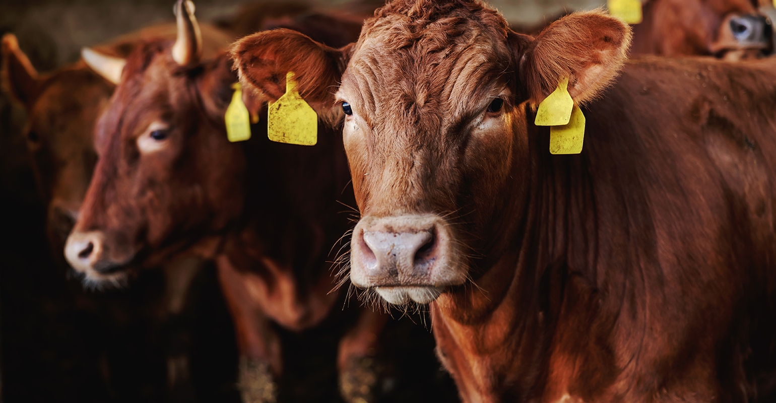 Cattlemen's Heritage offers a better way to market your cattle.